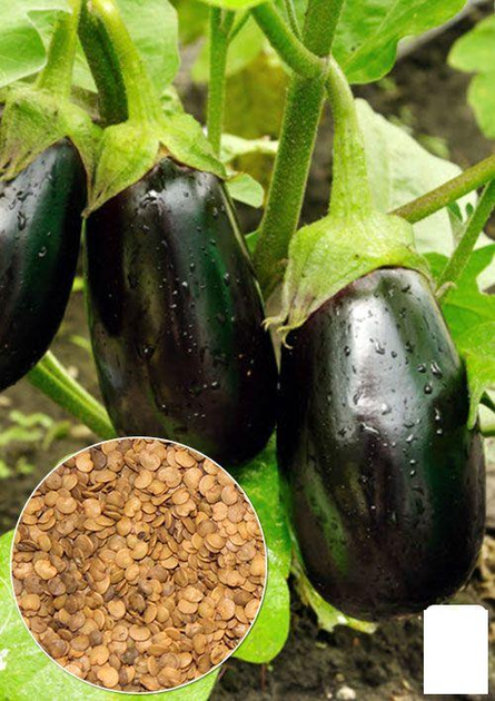 На развес Баклажан "Ультраранний" Agro-Market цена за 2г (35701 ...