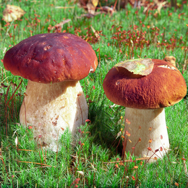 Мицелий грибов Вешенка Королевская, арт.: 11303