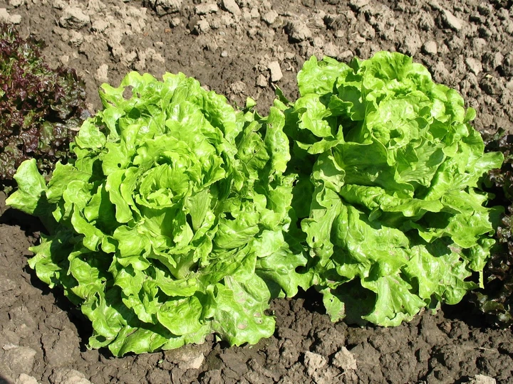 Семена Салат Ева, кочанный, 1 г (GL Seeds) - Фото 3 Семена Салат Ева, кочанный, 1 г (GL Seeds) - изображение 3