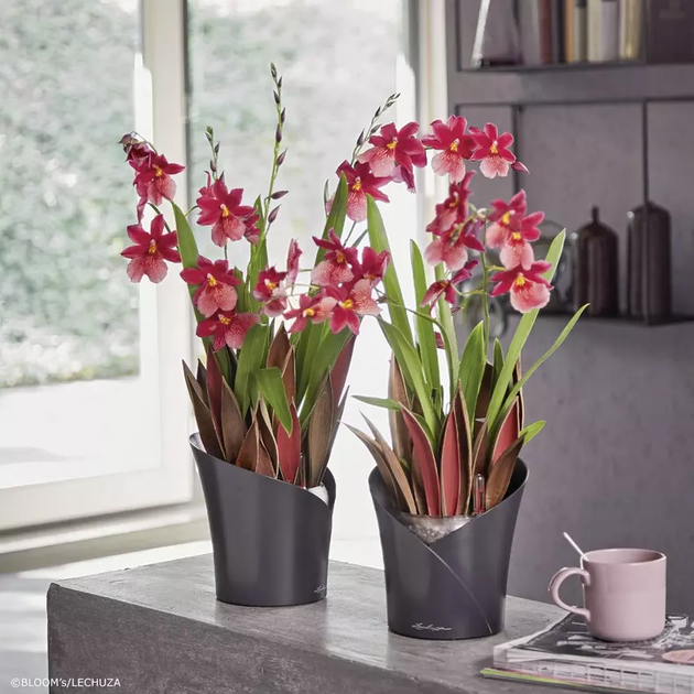 Вазон Lechuza Orchidea Червоний - зображення 7