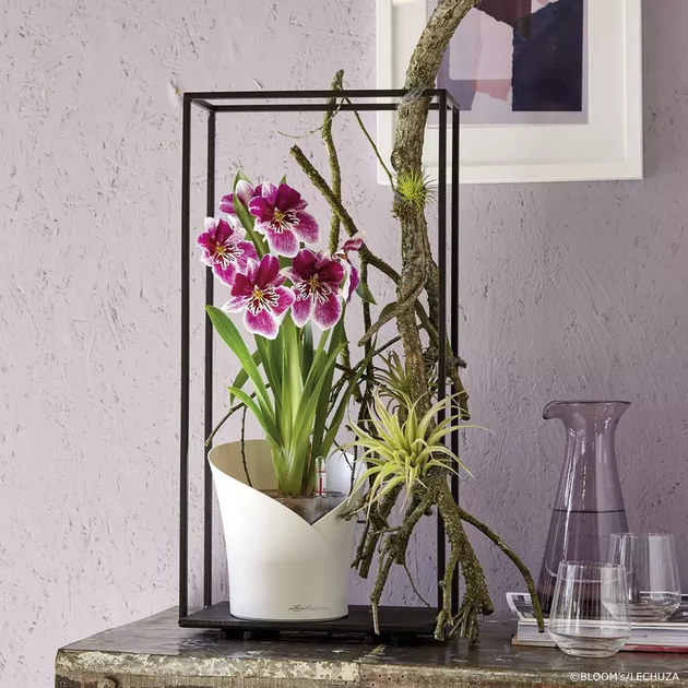 Вазон Lechuza Orchidea Червоний - зображення 8