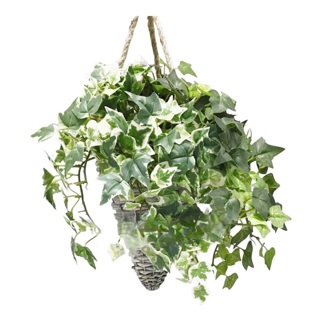 Плющ хедера вариегатный (Hedera Variegata) 11-20 см – фото, отзывы ...