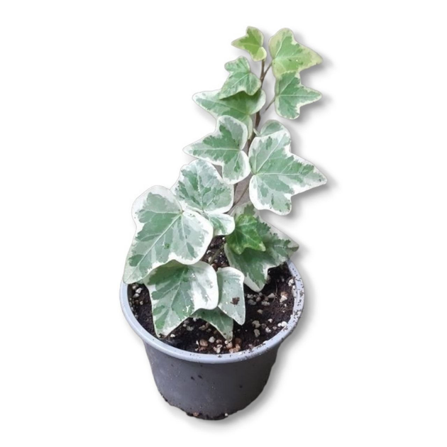 Плющ хедера вариегатный (Hedera Variegata) до 10 см – фото, отзывы ...