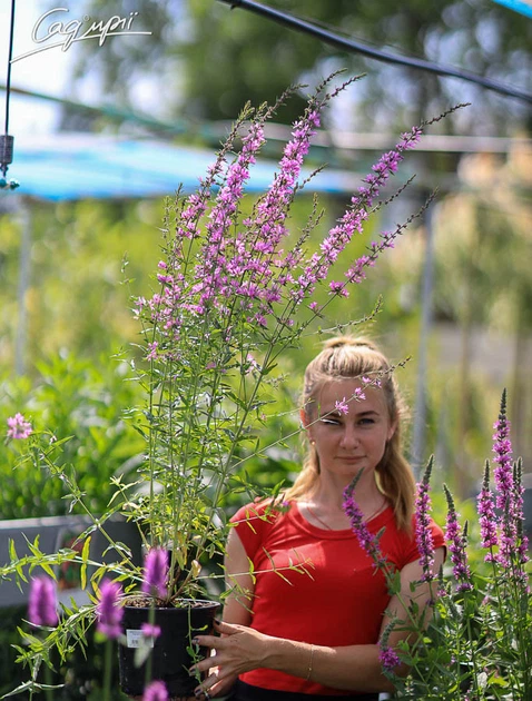 Дербенник прутовидный&nbsp;'Dropmore Purple'. Контейнер 3 л - изображение 4