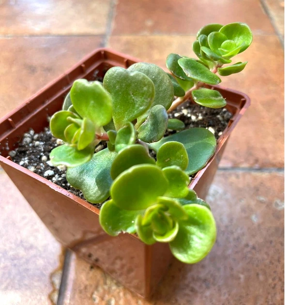Суккулент Седум Макино (Sedum makinoi) (s041s) - изображение 5