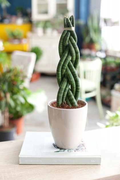 Сансевиерия Cylindrica, косичка, горшок ⌀9, высота 25-30 см – купить ...