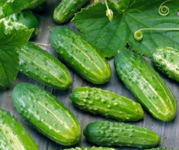 Семена Огурец Кустовой, 1 г (Семена Украины) - изображение 2