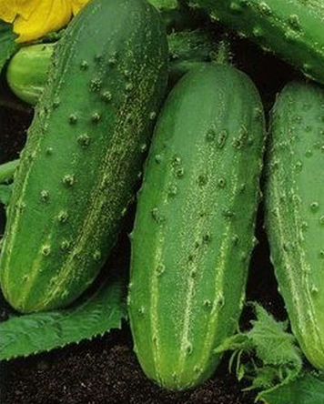 Семена Огурец На зависть соседу F1, 4 г (Семена Украины) - изображение 2