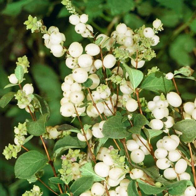 Снежноягодник белый - Symphoricarpos albus