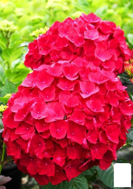 Гортензия крупнолистная красная "Красная красавица" (Red beauty) (44821 ...