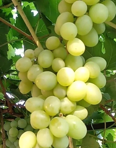 Виноград Любимая Ягода Альбина привитый – фото, отзывы, характеристики ...