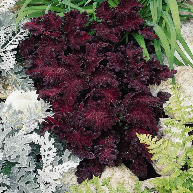Насіння Колеус Чорний дракон, декоративний, 10 шт (GL Seeds) - зображення 2