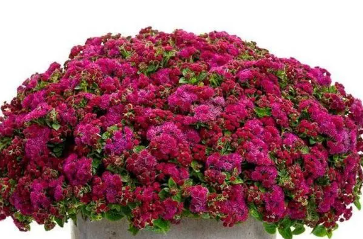 Насіння Агератум Голіаф, 0,1 г (GL Seeds) - зображення 2