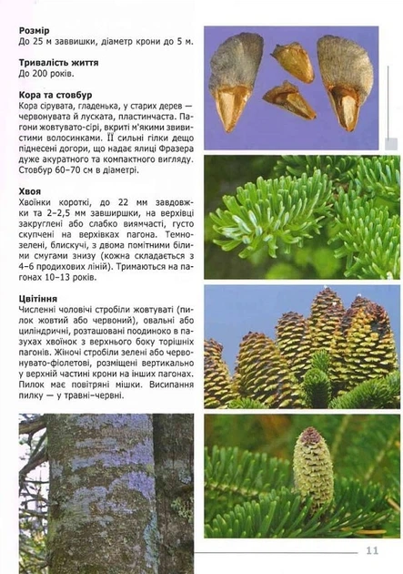 Екзотичні дерева, кущі та ліани в ландшафтах України - 138313 - зображення 9