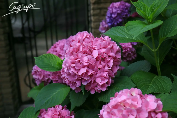 Гортензия крупнолистная 'Bouquet Rose'. Контейнер 3л - изображение 5