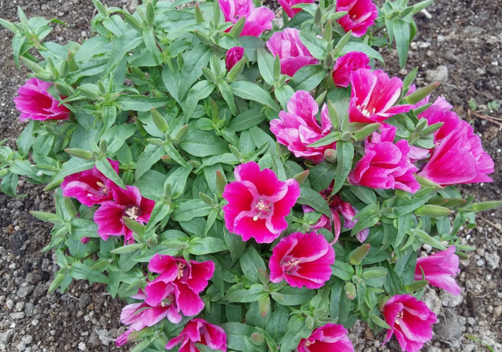 Насіння Годеція крупноквіткова, суміш, 0,2 г (Насіння України) - зображення 3