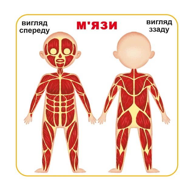 Розумні картки. Моє тіло. 30 карток (9789669369635) - изображение 7