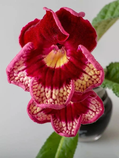 Саджанець Lskm Стрептокарпус DS-Bella Ciao 2437 Streptocarpus