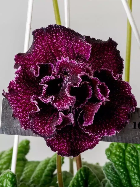 Саджанець Lskm Стрептокарпус DS-Мишка 2091 Streptocarpus – купить