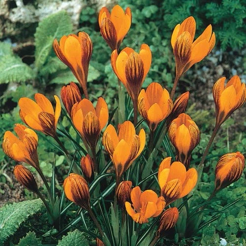 Цибулини Яскрава Крокус Ботанічний Orange Monarch (38669) (5шт) - зображення 4