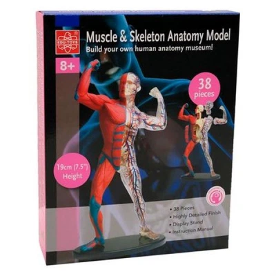 Набор для экспериментов EDU-Toys Модель мышц и скелета человека сборная, 19 см (SK056) - изображение 2