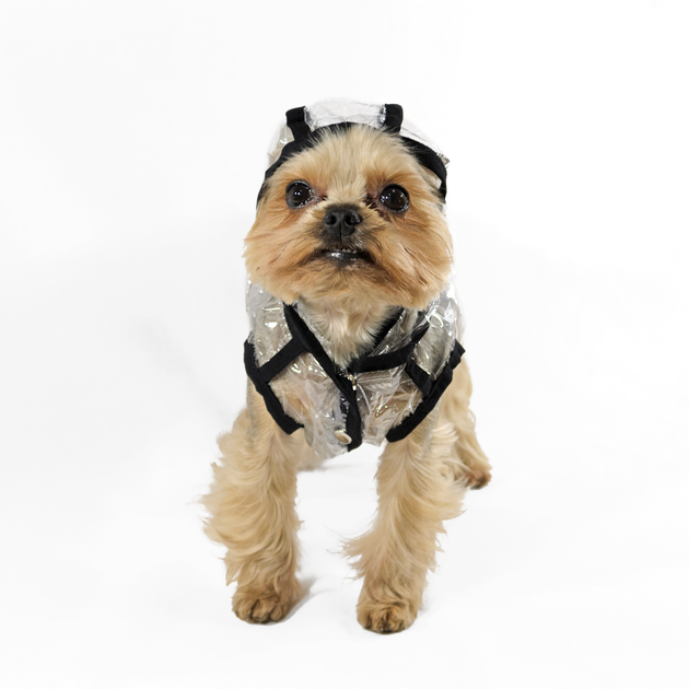Вітровка Дощик Lucky Pet для породи Йорк Прозора L №2, 33 х 46 см - зображення 2