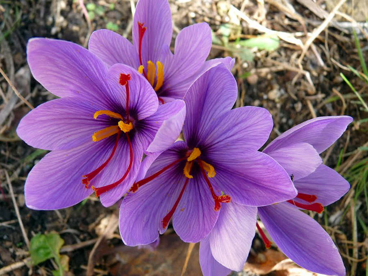 Шафран посевной луковицы 20 шт (Crocus sativus) шафрановый крокус ...