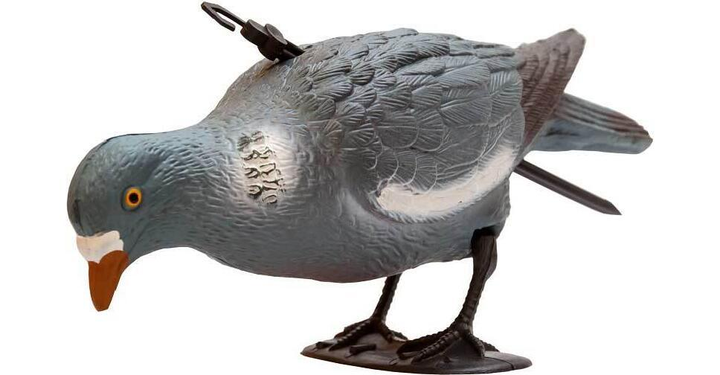 Подсадной голубь Birdland кормящийся - изображение 1