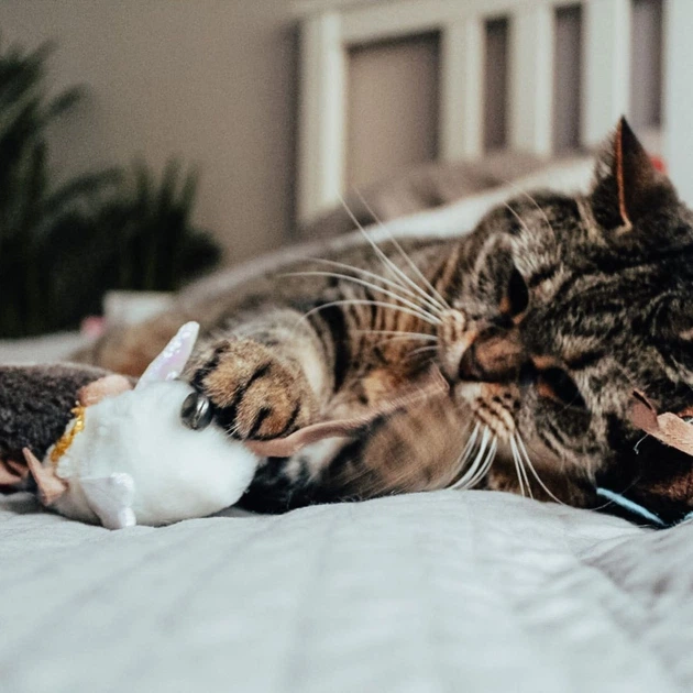 Іграшка для котів Dingo Янголя з котячою м'ятою 9 см (5904760211988) - зображення 3