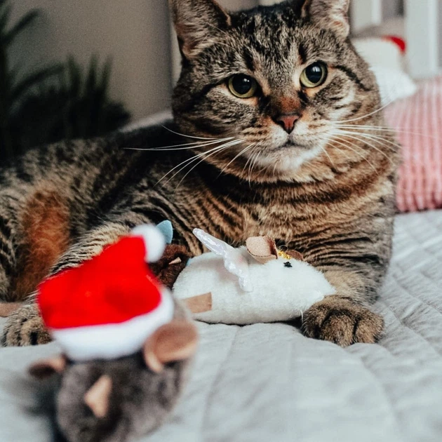 Іграшка для котів Dingo Янголя з котячою м'ятою 9 см (5904760211988) - зображення 4