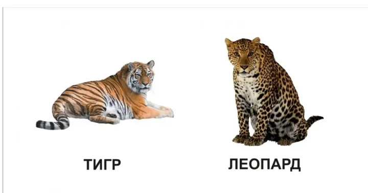 Книжка-картонка Карамелька Звірята Талант 10х10 см - Фото 2 Книжка-картонка Карамелька Звірята Талант 10х10 см - зображення 2