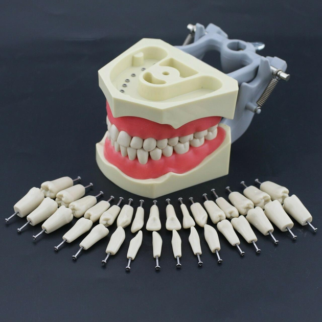 Зуби змінні для моделі ,комплект 28 шт - изображение 2