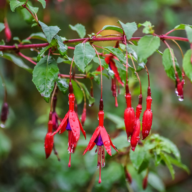 Фуксия микс расцветок, Fuchsia triphylla – фото, отзывы, характеристики ...