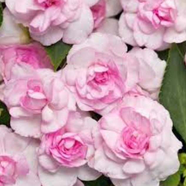 Бальзамин махровый розовый (укорененный черенок), Impatiens – купить ...