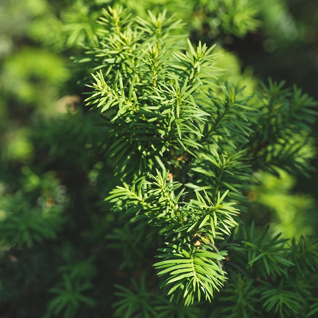 Универсальное водорастворимое удобрение по листу Green Leaves 20г - изображение 2