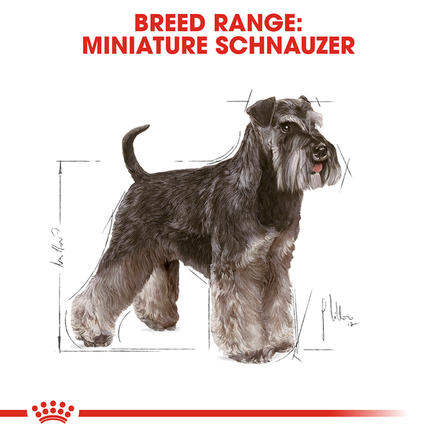 Сухий корм для собак Royal Canin Miniature Schnauzer Adult для породи Цвергшнауцер (Шнауцер) 10 місяців 7.5 кг - Фото 4 Сухий корм для собак Royal Canin Miniature Schnauzer Adult для породи Цвергшнауцер (Шнауцер) 10 місяців 7.5 кг - зображення 4