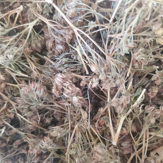 Очиток пурпурный/заячья капуста трава сушеная 100 г - изображение 1