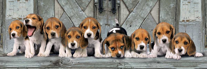 Пазл Clementoni Panorama Little Beagles 98 x 33 см 1000 деталей (8005125394357) - зображення 2