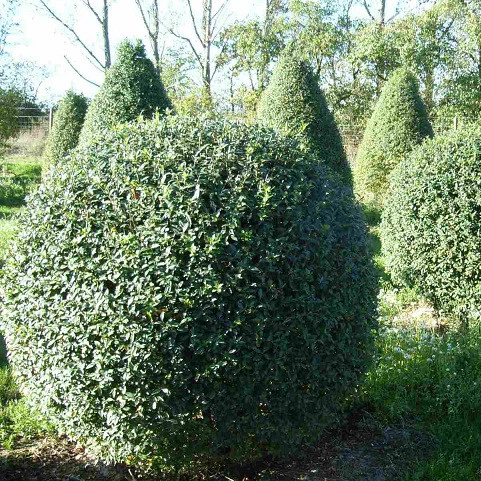 Саженцы Бирючины обыкновенной (Ligustrum vulgare) - изображение 2