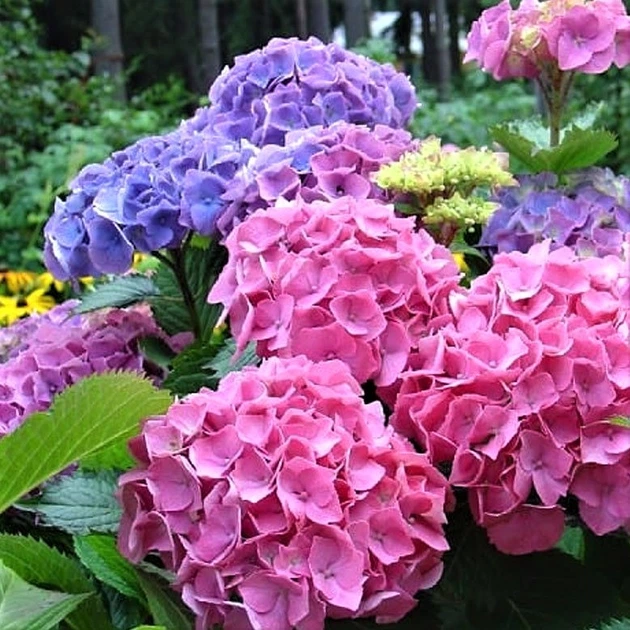 Саджанці Гортензії крупнолистної Форевер енд Евер (Hydrangea macrophylla Forever & Ever Double Pink / Blue) Р9 - Фото 1 Саджанці Гортензії крупнолистної Форевер енд Евер (Hydrangea macrophylla Forever & Ever Double Pink / Blue) Р9 - зображення 1