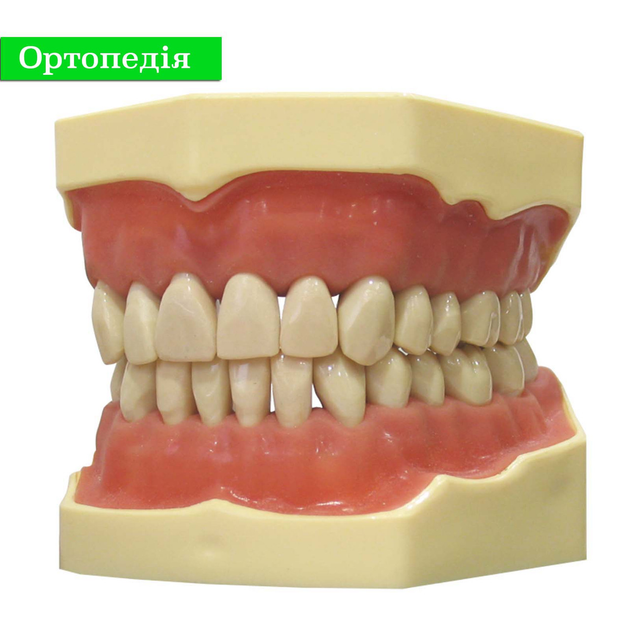 Стоматологическая модель челюсти SP 32 для манекена, фантома - изображение 1