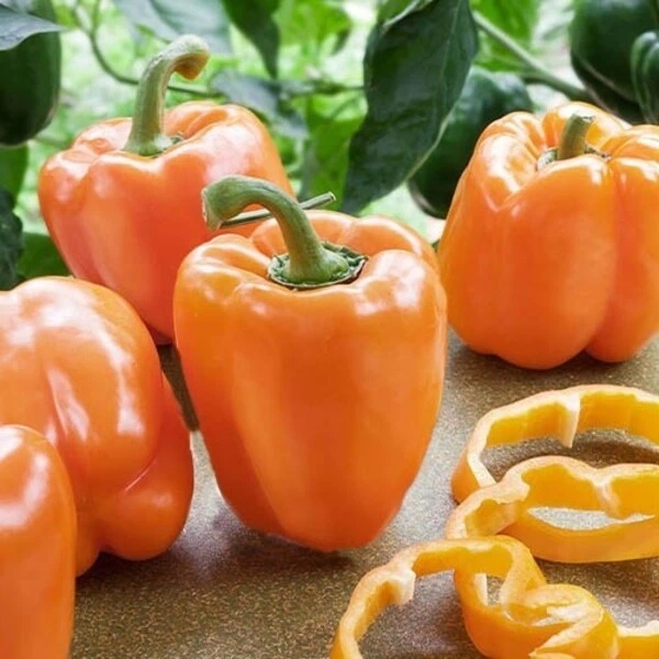 Перец сладкий Абрикосовая Фаворитка GL Seeds 0,25 г - изображение 2