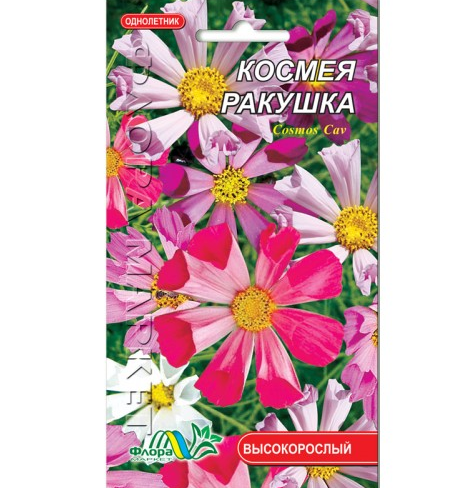 Насіння космею Черепашка однорічник високорослий 0.3 г - Фото 1 Насіння космею Черепашка однорічник високорослий 0.3 г - зображення 1