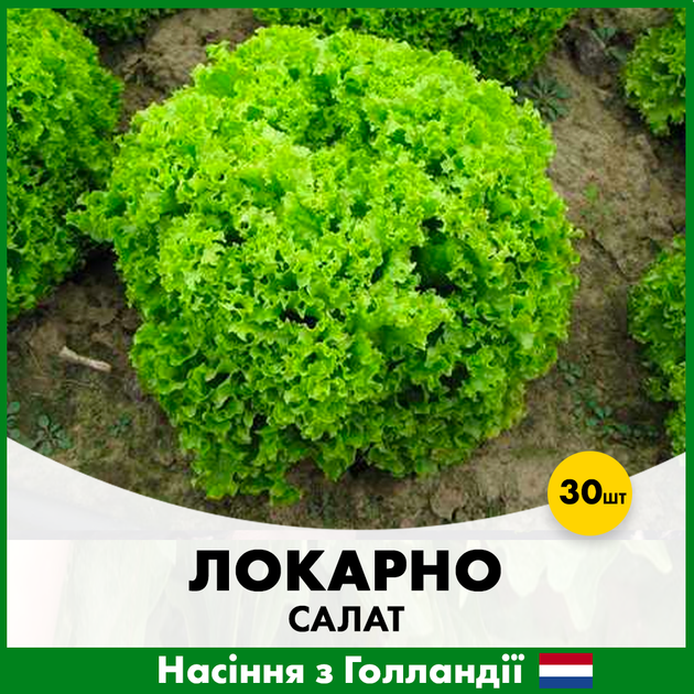 Голландские Семена Rijk Zwaan Салат Локарно, тип Лолло Биондо, 30 шт - Фото 2 Голландские Семена Rijk Zwaan Салат Локарно, тип Лолло Биондо, 30 шт - изображение 2
