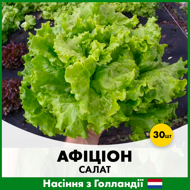 Голландське Насіння Rijk Zwaan Салат Афіціон, 30 шт - Фото 2 Голландське Насіння Rijk Zwaan Салат Афіціон, 30 шт - зображення 2
