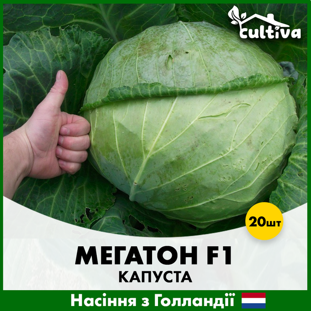 Голландське Насіння Bejo Білоголова капуста Мегатон F1 20 шт - зображення 6