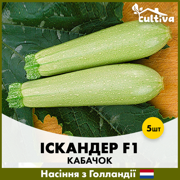 Голландские семена Seminis Кабачок Искандер F1 5 шт - Фото 3 Голландские семена Seminis Кабачок Искандер F1 5 шт - изображение 3