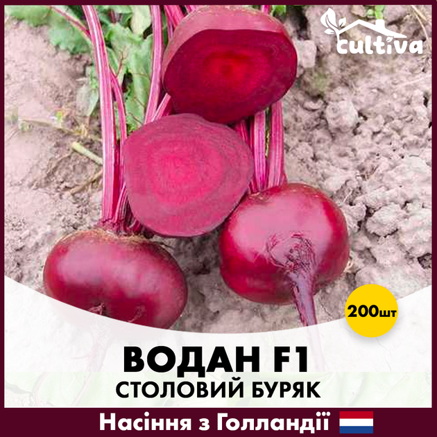 Голландские Семена Bejo Столовая свекла Водан F1, 200 шт - изображение 4
