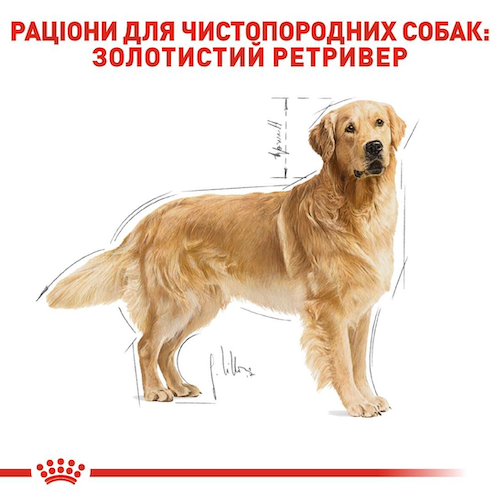 Сухой корм Royal Canin Golden Retriever Adult 12 кг (3970120) - изображение 5