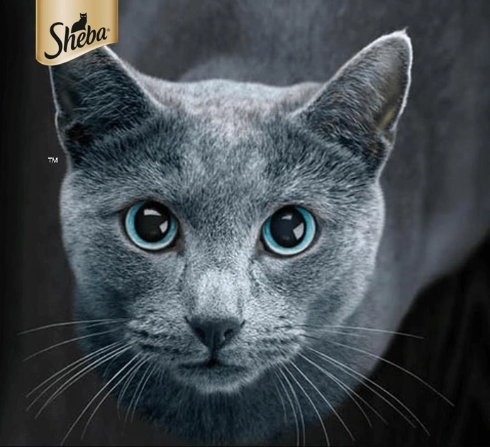 Вологий корм для котів ShebaDelicacy Jelly мікс смаків 4 х 85 г (4770608257132) - зображення 2